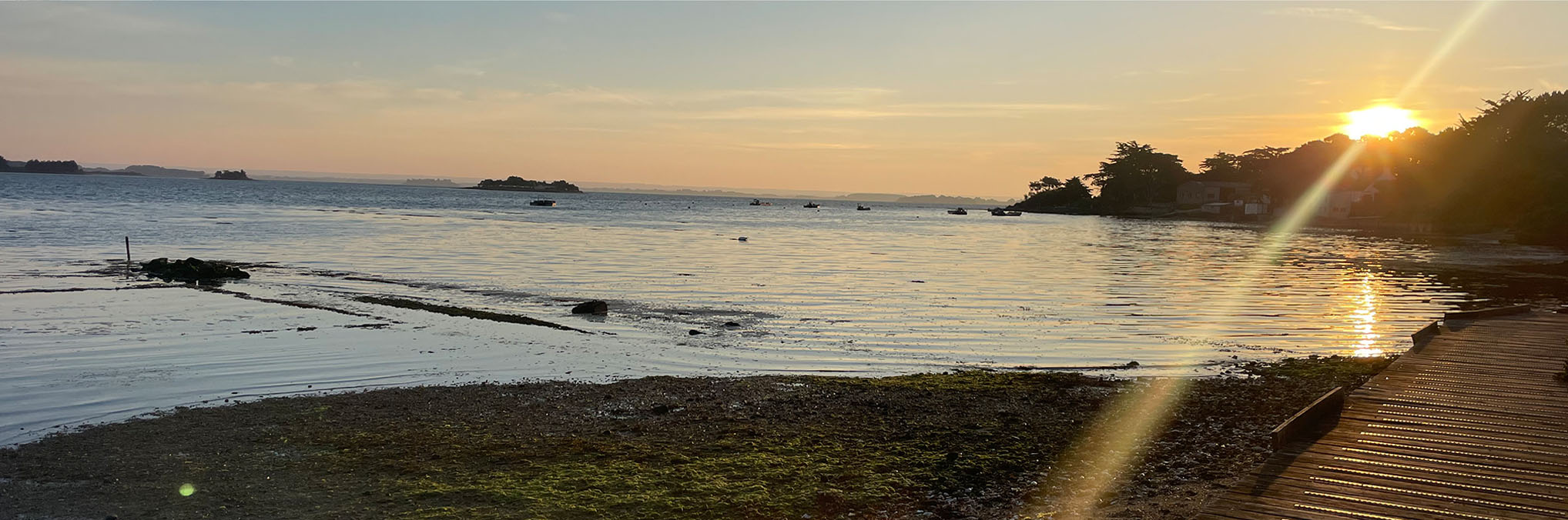 L'Ostrea du Golfe